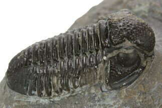 Detailed Proetid (Gerastos) Trilobite Fossil - Morocco #323183