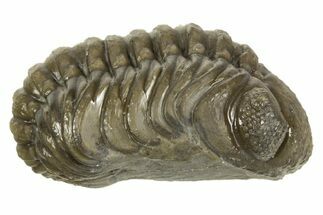 Long, Curled Austerops Trilobite - Morocco #323233