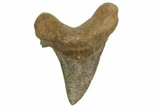 Serrated Sokolovi (Auriculatus) Shark Tooth - Dakhla, Morocco #321865