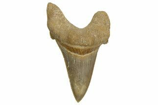 Serrated Sokolovi (Auriculatus) Shark Tooth - Dakhla, Morocco #321866