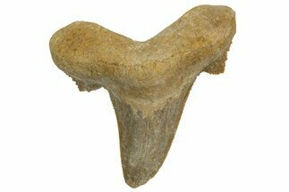 Serrated Sokolovi (Auriculatus) Shark Tooth - Dakhla, Morocco #321870
