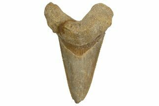Serrated Sokolovi (Auriculatus) Shark Tooth - Dakhla, Morocco #321876