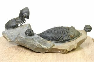 Flying Paralejurus Trilobite With Zlichovaspis & Two Reedops #323489