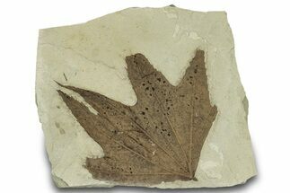 Fossil Sycamore (Macginitiea) Leaf - Utah #323173