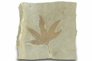 Fossil Sycamore (Macginitiea) Leaf - Utah #323298