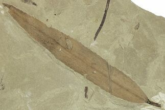 Fossil Leaf (Pseudosalix) - Green River Formation, Utah #323320