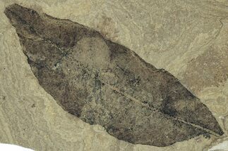 Fossil Laurel Leaf (Persea) - Green River Formation, Utah #323324