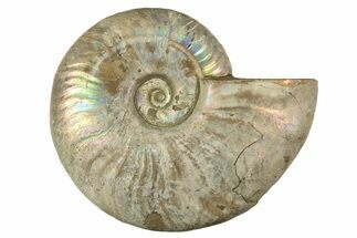 Silver Iridescent Ammonite (Cleoniceras) Fossil - Madagascar #323461