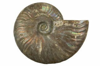 Silver Iridescent Ammonite (Cleoniceras) Fossil - Madagascar #323466
