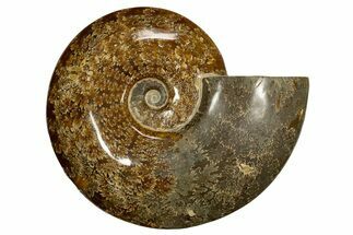 Polished, Agatized Ammonite (Cleoniceras) - Madagascar #323477