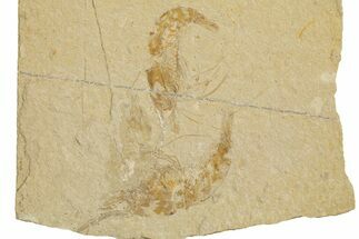 Two Cretaceous Fossil Shrimp - Lebanon #323724