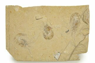 Three Cretaceous Fossil Shrimp - Lebanon #323739
