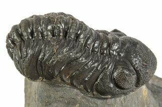 Detailed Austerops Trilobite - Ofaten, Morocco #323592