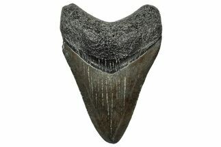 Serrated, Juvenile Megalodon Tooth - South Carolina #321425