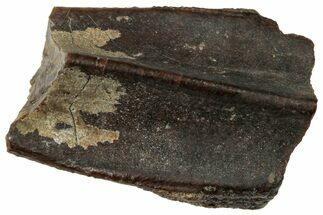 Fossil Hadrosaur (Edmontosaurus) Partial Tooth - Wyoming #323958