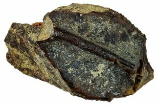 Fossil Hadrosaur (Edmontosaurus) Partial Tooth - Wyoming #323963