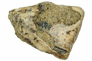 Fossil Dinosaur (Triceratops) Shed Tooth - Wyoming #323969