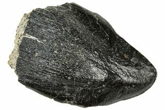 Fossil Sauropod (Camarasaurus) Tooth -Bone Cabin Quarry, Wyoming #323974