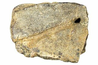 Dinosaur (Triceratops) Frill Shield Section - Montana #323826