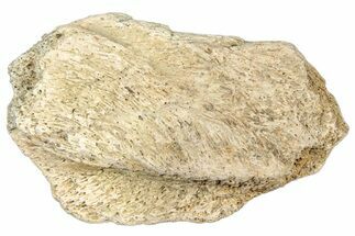 Dinosaur (Triceratops) Frill Shield Section - Montana #323858