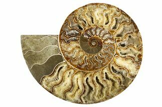 Cut & Polished Ammonite Fossil (Half) - Deep Crystal Pockets #323419