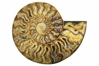 Cut & Polished Ammonite Fossil (Half) - Deep Crystal Pockets #323429