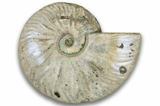 Silver Iridescent Ammonite (Cleoniceras) Fossil - Madagascar #323450