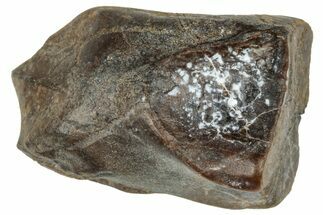 Fossil Dinosaur (Triceratops) Shed Tooth - Montana #324182