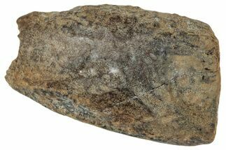 Fossil Dinosaur (Triceratops) Shed Tooth - Montana #324183