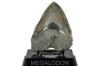 Serrated, Fossil Megalodon Tooth - South Carolina #324271