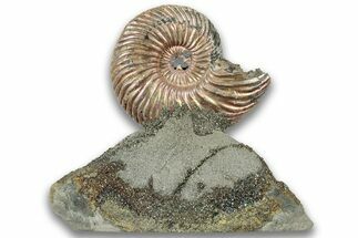 Iridescent, Pyritized Ammonite (Quenstedticeras) Fossil Display #324251