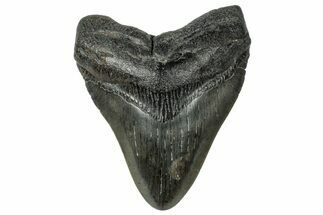 Fossil Megalodon Tooth - South Carolina #324303