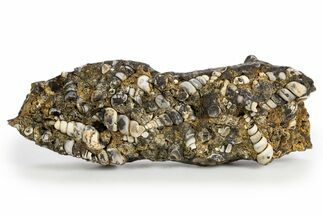 Fossil Freshwater Snails (Elimia) In Limestone - Wyoming #324610