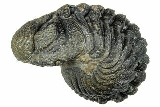 Long, Curled Morocops Trilobite - Morocco #323503