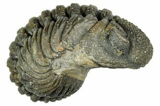 Long, Curled Morocops Trilobite - Morocco #323505
