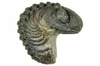 Long, Curled Morocops Trilobite - Morocco #323506