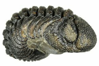 Long, Curled Morocops Trilobite - Morocco #323509