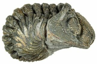 Long, Curled Morocops Trilobite - Morocco #323515