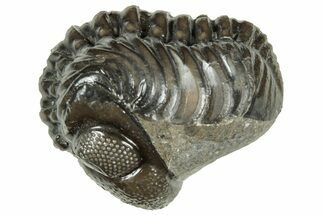 Long, Curled Austerops Trilobite - Morocco #323518