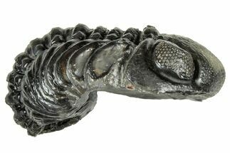 Long, Curled Austerops Trilobite - Morocco #323519