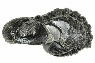 Long, Curled Austerops Trilobite - Morocco #323520