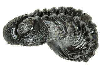 Long, Curled Morocops Trilobite - Morocco #323523