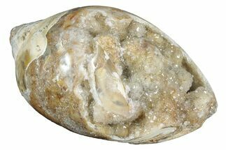 Chalcedony Replaced Gastropod With Sparkly Quartz - India #320822