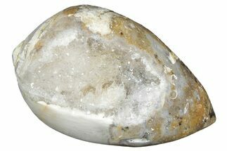 Chalcedony Replaced Gastropod With Sparkly Quartz - India #320841