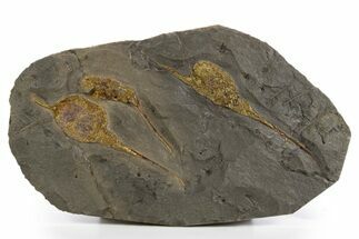 Three, Large Ordovician Carpoid Fossils - Ktaoua Formation, Morocco #312748