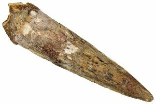 Fossil Spinosaurus Tooth - Real Dinosaur Tooth #324859