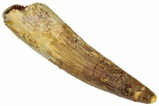 Fossil Spinosaurus Tooth - Real Dinosaur Tooth #324860