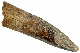 Fossil Spinosaurus Tooth - Real Dinosaur Tooth #324884