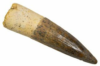 Fossil Spinosaurus Tooth - Real Dinosaur Tooth #324830