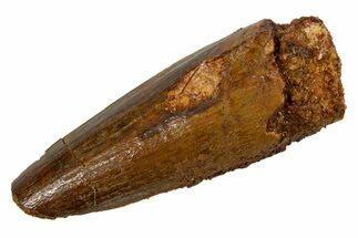 Bargain, Fossil Spinosaurus Tooth - Real Dinosaur Tooth #324842